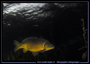 A huge Common Carp... ;O)... by Michel Lonfat 